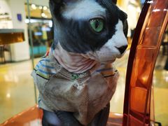 -糯米喵星人·撸猫猫舍咖啡馆(西市场嘉华店)