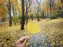 -上海共青森林公园