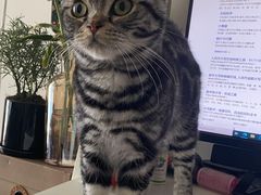 -猫大福·Fortune Cat猫舍(百子湾店)