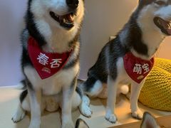 -Husky Go! 哈士奇体验馆·宠物咖啡厅狗咖