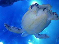 -芜湖新华联大白鲸海洋公园