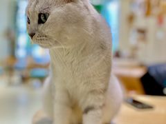-藏猫猫咖啡主题馆(中央大道店)