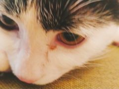 -猫在这儿猫咪咖啡馆·撸猫馆