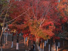 -长春世界雕塑园冰雪艺术天地