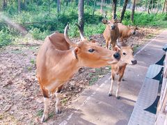 -清迈夜间动物园