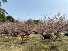 -滨湖塘西河公园