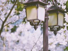 -南汇桃花村