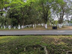 -番禺大夫山森林公园