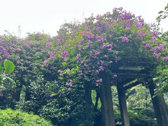 -重庆市奥林匹克体育中心-游泳跳水馆