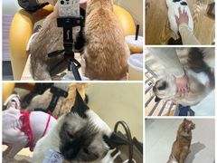 -藏猫猫咖啡主题馆(中央大道店)