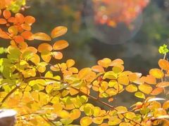 -秋霞圃
