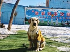 -宠物寄养训练学校