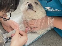 -安安宠医·臻爱宠物医院(簇锦北路分院)