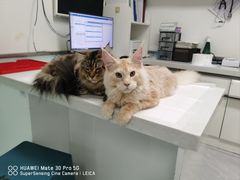 -达爱动物医院·犬猫分区·CT·复杂眼科(远洋山水分院)