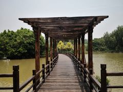 -大湾区中央湿地公园