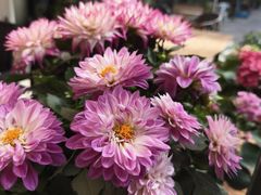 -泉乐坊步行街(烟酒特产平价超市店)