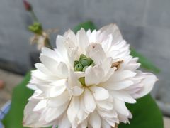 -重元寺