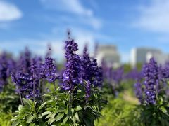 -春花秋色城市公园