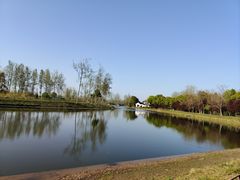 -合肥滨湖国家森林公园