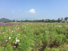 -北京东方普罗旺斯薰衣草庄园