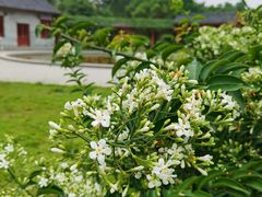 -中国科学院华南植物园