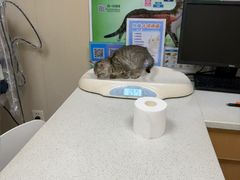 -安安宠医·臻爱宠物医院·宠保定点(营门口路分院)