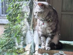-海边的猫和咖啡馆