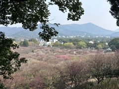-香雪海