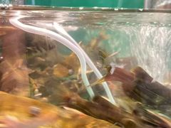 -7号院街鲜鱼府·涮烤一体(酒城华府总店)