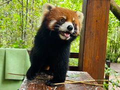 -普洱太阳河森林公园