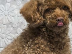 -宠福鑫康馨动物医院·骨科·眼科