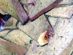 liver-张包铺(道外店)