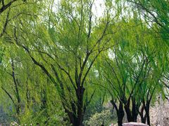 -燕郊植物园
