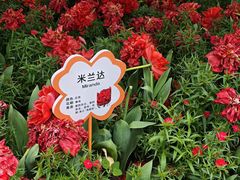 -荷兰花海