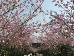 -百万葵园