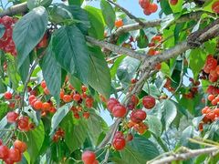 -樱桃山旅游景区