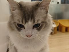 -有喵·猫咖·狗咖·30几只猫10只小狗(岗厦店)