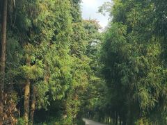 -武陵山森林公园