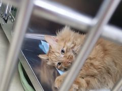 -瑞派动物医院·猫专科·至诚(江南中分院)