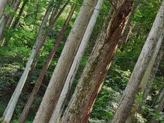 -波尔登森林公园