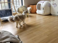 -唐小姐の私宠·宠物洗护美容·撸猫馆·购宠(周浦万达旗舰店)