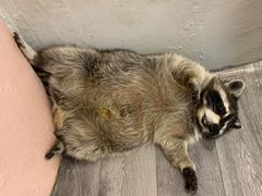 -浣熊柯尔鸭土拨鼠·电玩咖