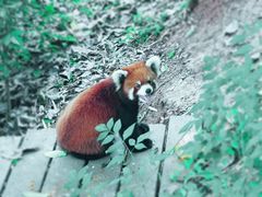 -成都大熊猫繁育研究基地
