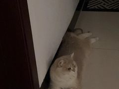 -lincat·猫舍(广州店)
