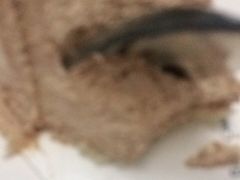 -BanCake·法式千层·拿破仑專門店