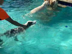 -趣玩宠物乐园寄养训犬训狗游泳池