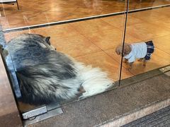 -more than meow吴止猫主题餐厅(承德 中船汇店)