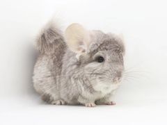 -龙猫仔乐园(惠福东路店)