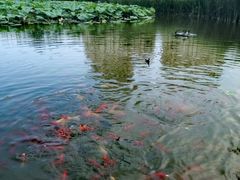 -前关湿地公园