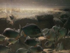 -洛阳龙门海洋馆